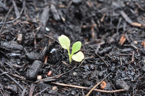 Week 4 Lettuce 